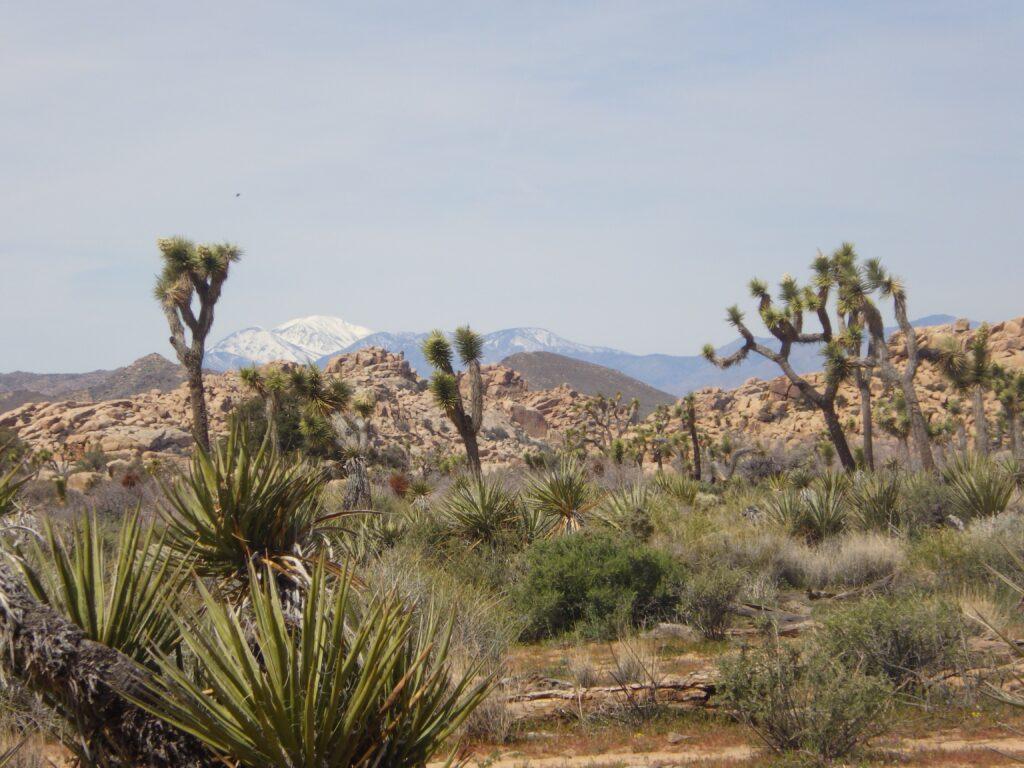 Joshua Tree, California