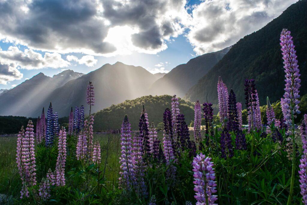 New Zealand is naturally paradise.