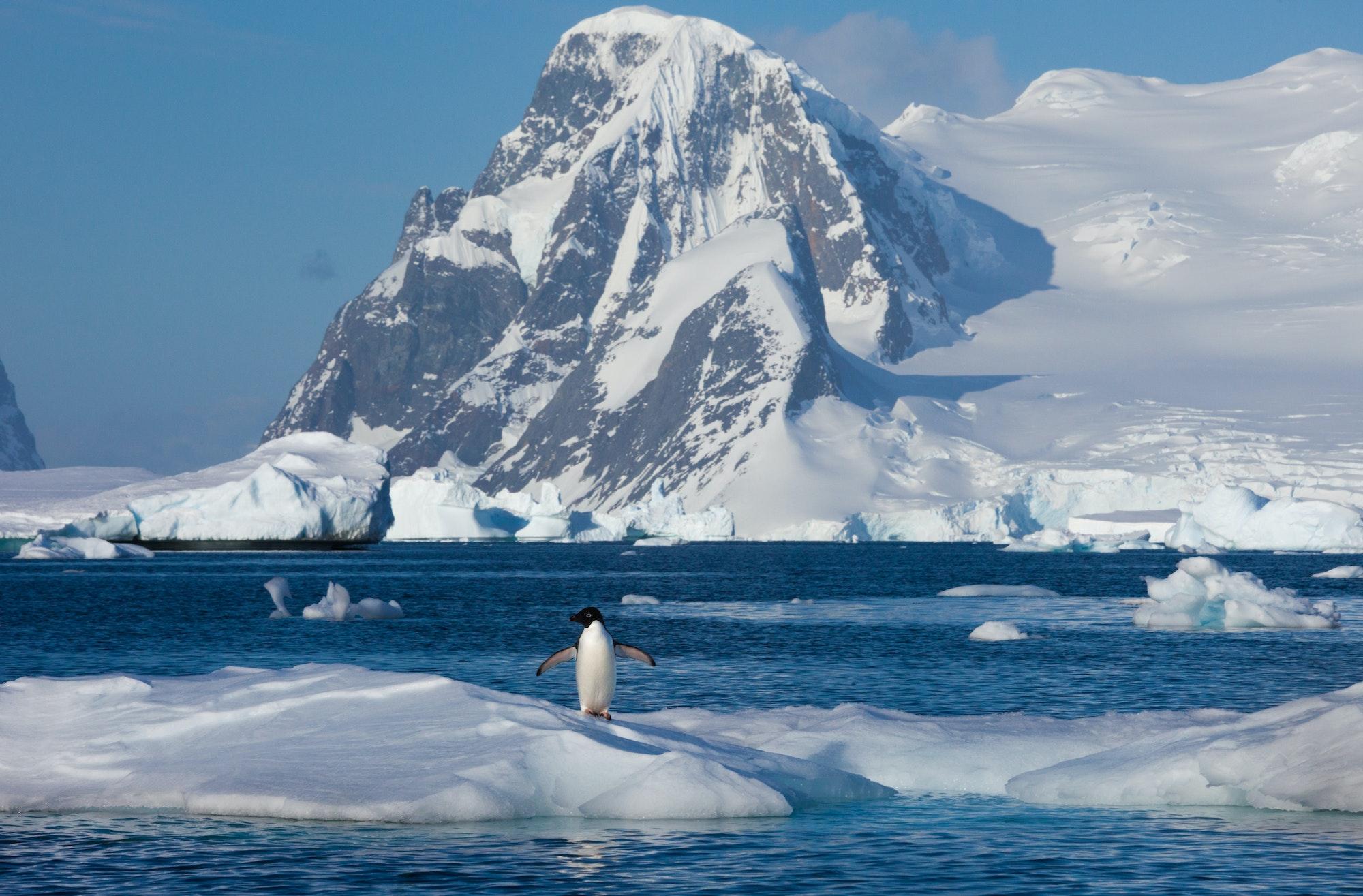 Adelie penguin, Antarctica