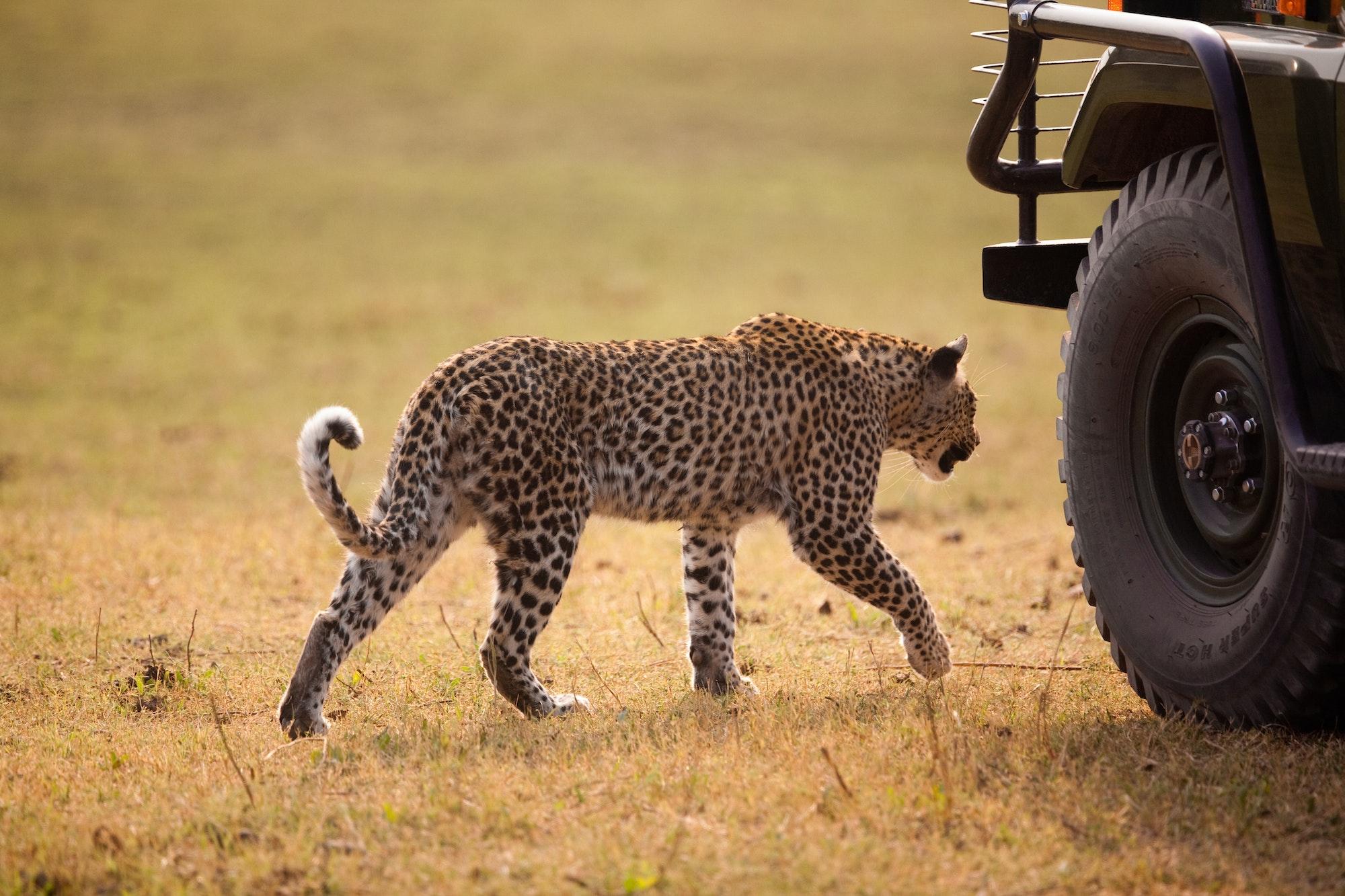 Leopard, Botswana