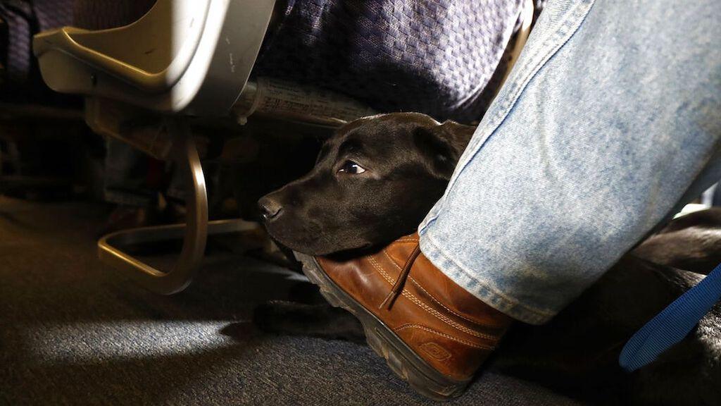 A black dog rests its head on a passenger's foot during a flight, highlighting the pet-friendly comfort often associated with private jet travel.