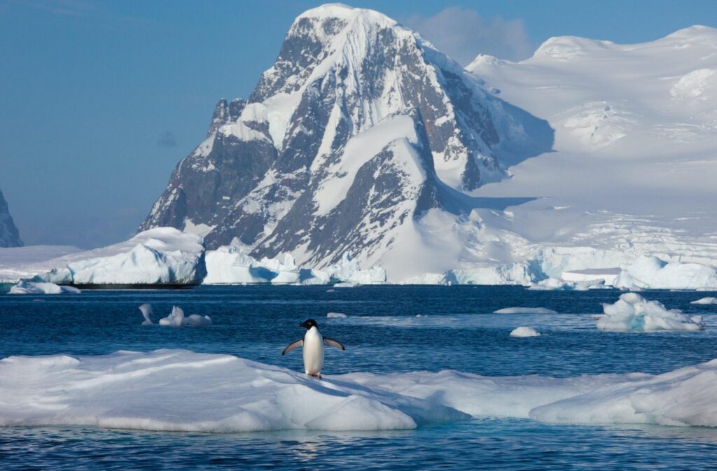 An Adélie penguin stands on a floating ice floe, a common sight during biological and environmental research in Antarctica.