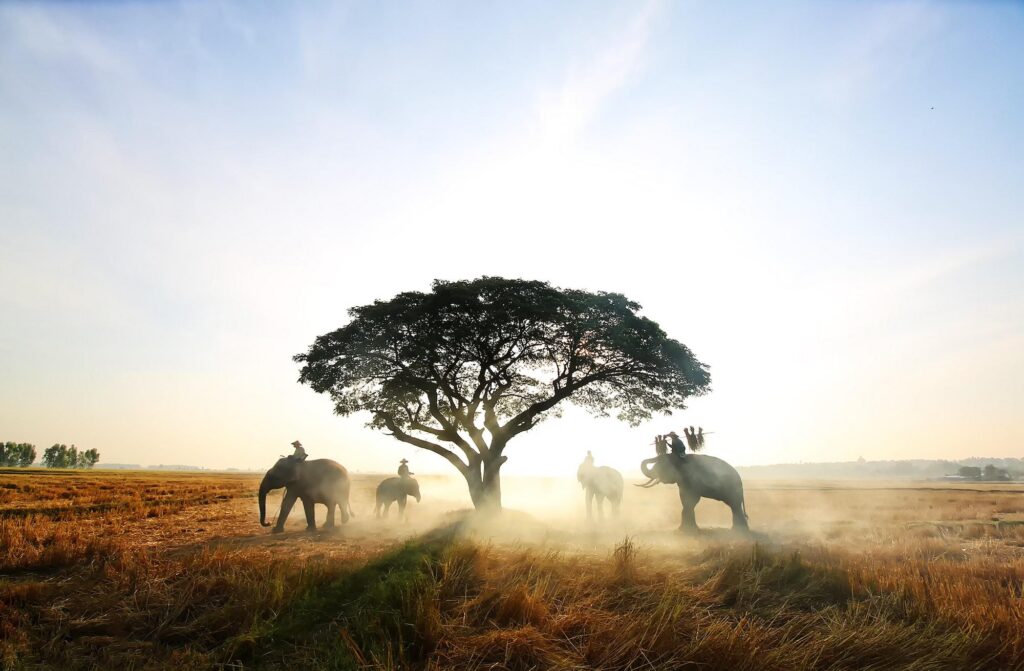 Elephants and riders trekking through a misty savanna at sunrise, capturing a majestic safari experience in the wild.