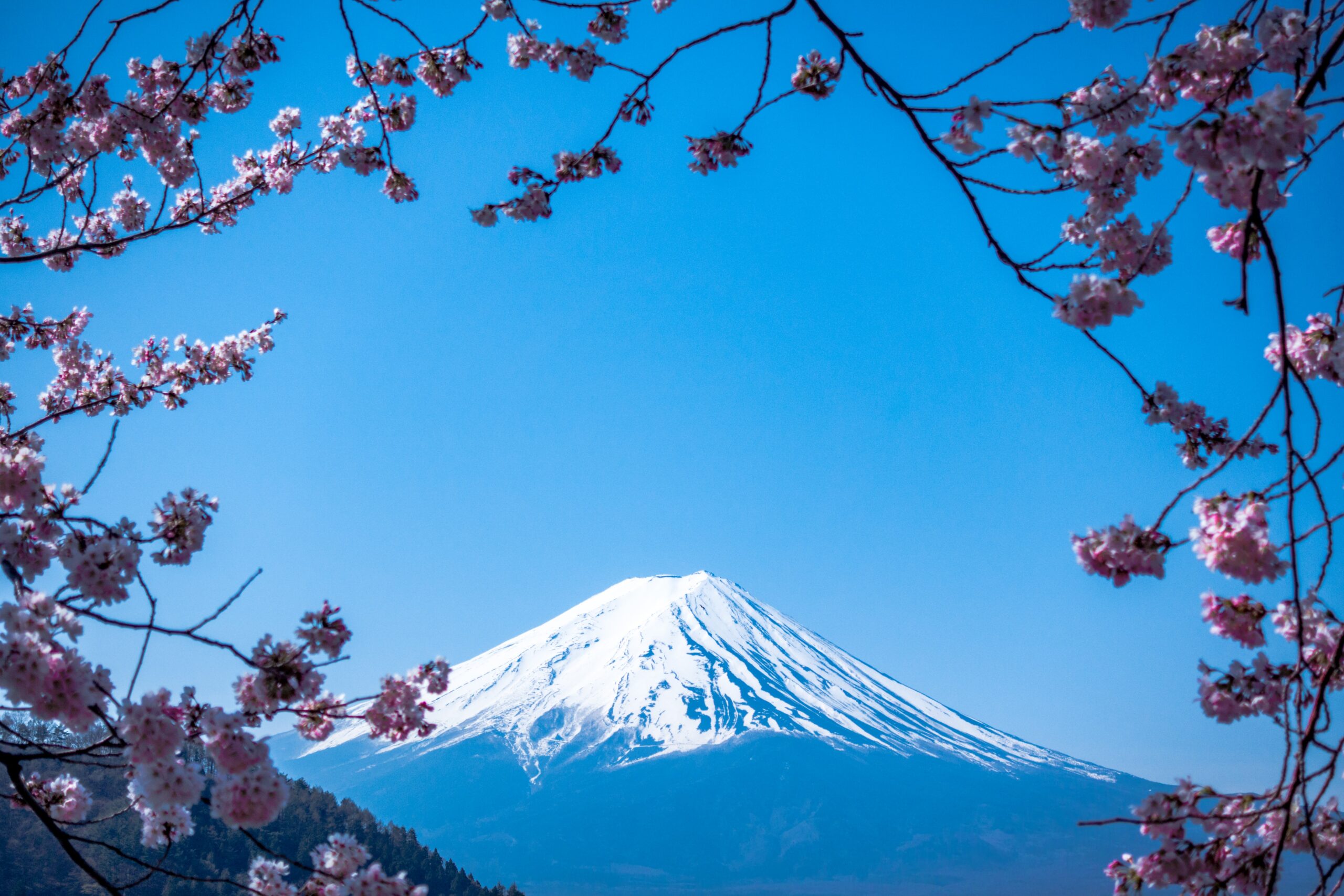 A clear, bright blue sky providing a backdrop for the snow-covered peak of Mount Fuji, framed by delicate pink cherry blossom branches, a view that inspires the serene design found inside a japanese tea house.