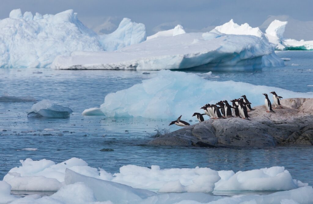 A colony of Adélie or Gentoo penguins huddled on a dark rocky outcrop, with one penguin mid-jump into the choppy polar sea, framed by large blue and white icebergs in the background.