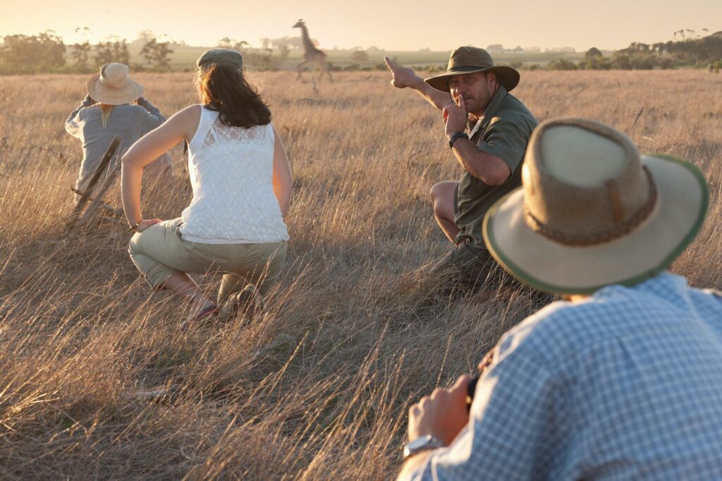A knowledgeable guide leads a small group through the savanna to observe a majestic giraffe, a highlight of many budget safaris in East Africa.