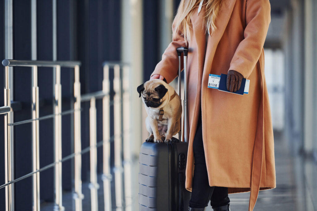 A woman in a tan coat stands in an airport terminal holding a passport, with a small pug sitting on her suitcase, illustrating the process of traveling with an emotional support animal.