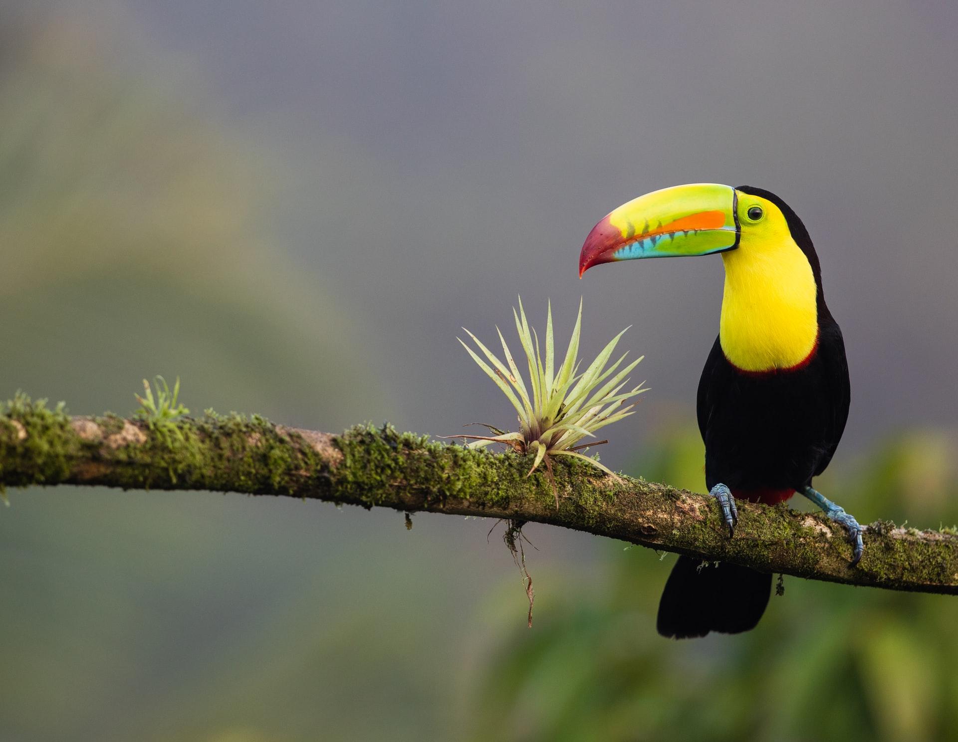 Hike the Arenal Volcano in Costa Rica.
