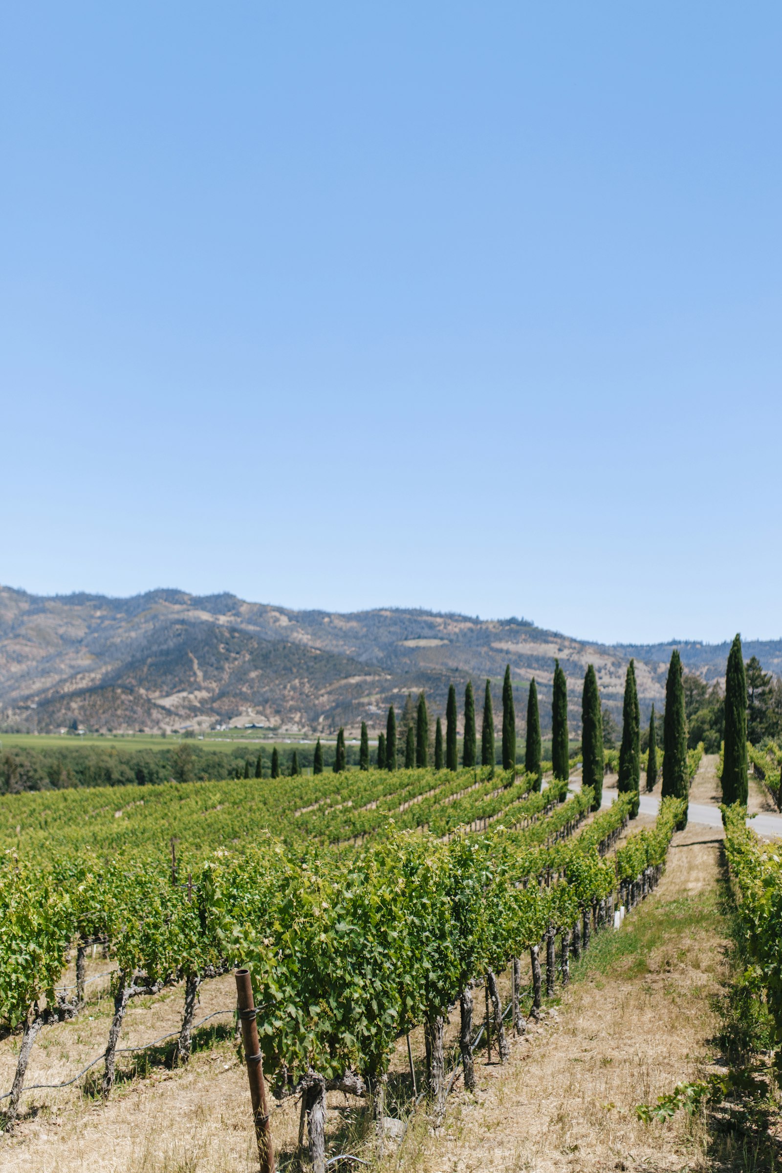 Rows of grapevines in a Napa Valley vineyard.