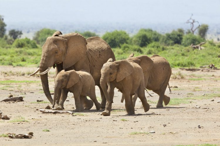elephant-family-in-kenya-e1588349606897.jpg
