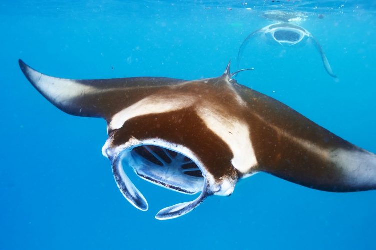 manta-ray-floating-underwater-e1588349581272.jpg